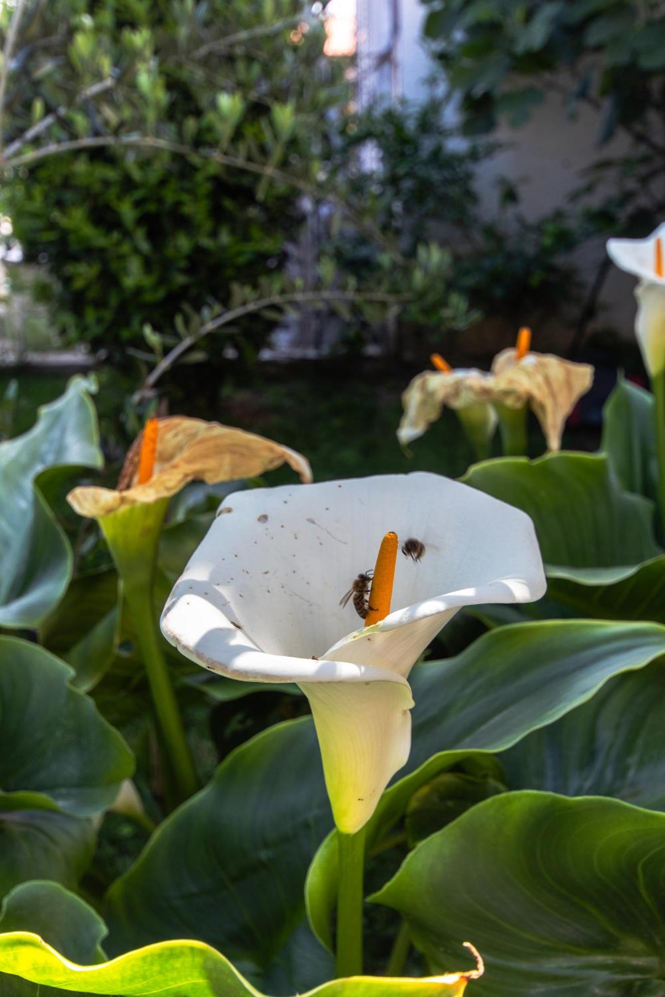 Marjan Hill 3-Br Apt,5 Guests Private Garden Near Beach Σπλιτ Εξωτερικό φωτογραφία